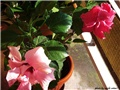 tropski hibiskus